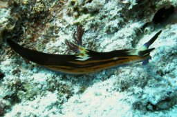 20010614_Erg_Abu_Ramada_0024